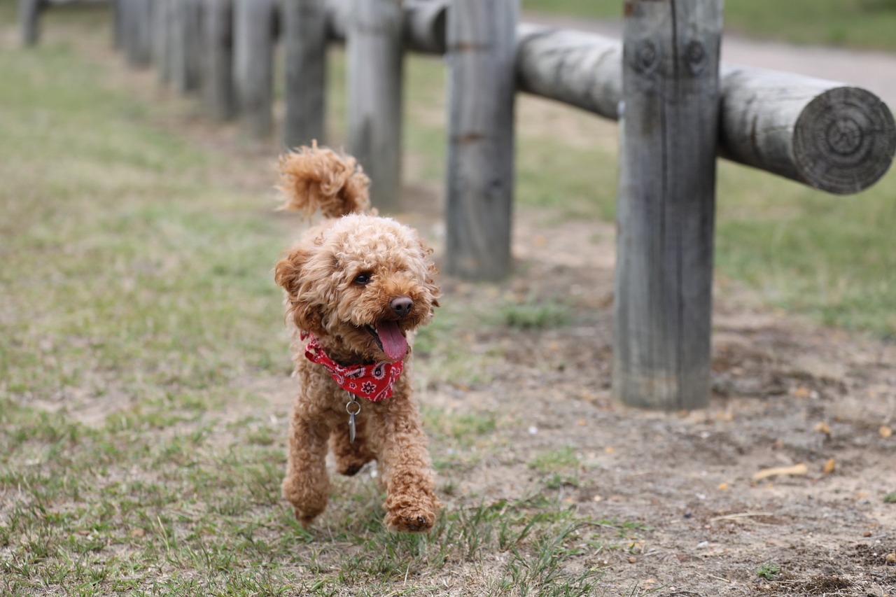 Exploring the Affectionate Nature of Poodles